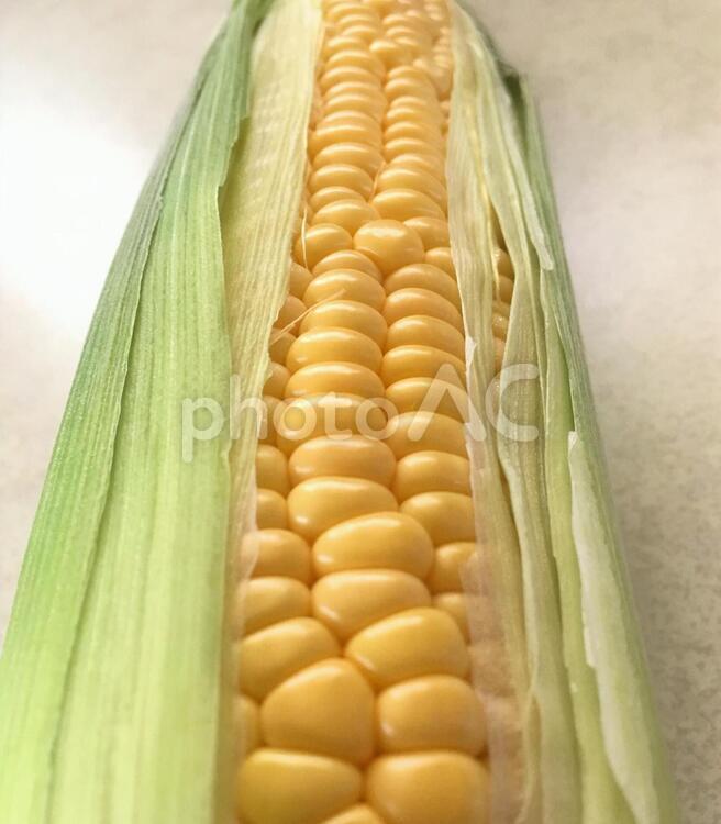 とうもろこし とうもろこし,トウモロコシ,もろこしの写真素材