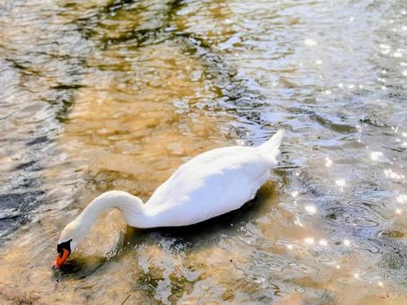 白鳥 白鳥,鳥,湖の写真素材
