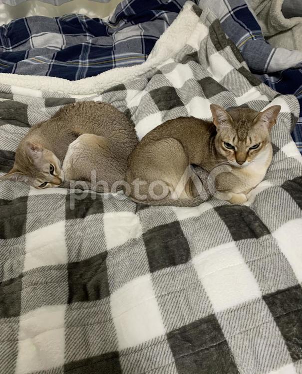 ベッドでくつろぐ2匹の猫のシンガプーラ シンガプーラ,猫,ネコの写真素材