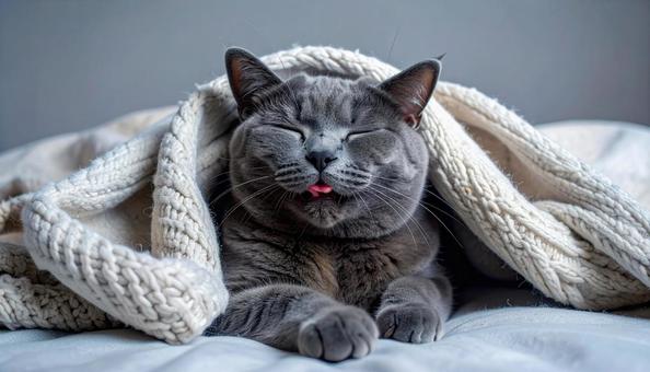 舌を出す猫 舌を出す猫の写真