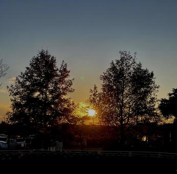 晩秋に消えゆく夕日と木立のシルエット 晩秋,夕陽,シルエットの写真素材