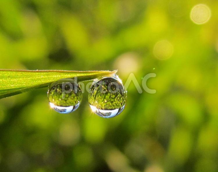 水滴と緑の葉と朝日（Water drops） 水滴,すいてき,しずくの写真素材