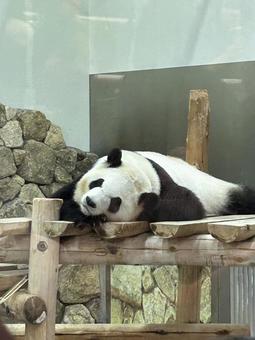 ジャイアントパンダ ジャイアントパンダの写真