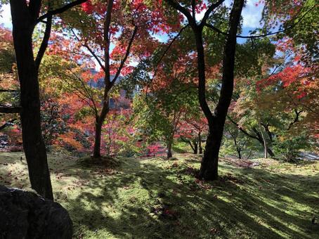 Sunlight filtering through the trees, sunbeams leaves, autumn leaves, kyoto, JPG