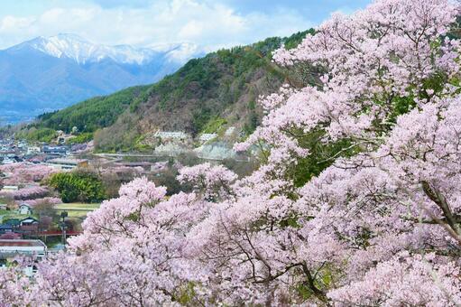 高遠城址公園の桜 さくら,桜,タカトオコヒガンザクラの写真素材