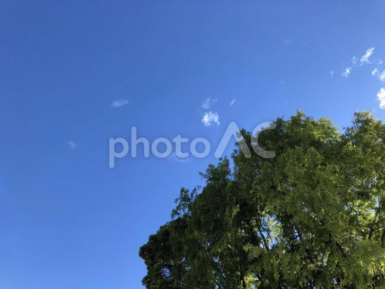 空と樹木 風景,空,樹木の写真素材