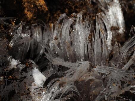 霜柱 霜柱,氷,しもばしらの写真素材