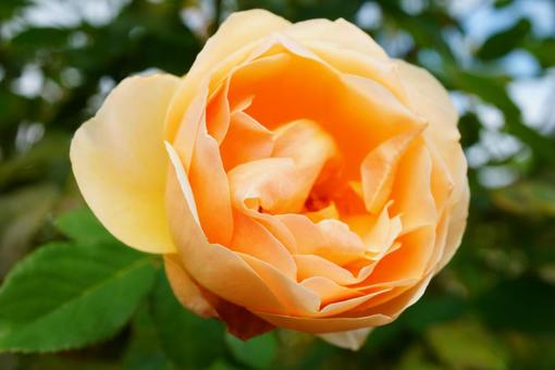 オレンジ色の秋バラ バラ,花,秋の写真素材