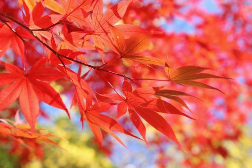 紅葉のアップ 秋の風景 紅葉のアップ 秋の風景の写真