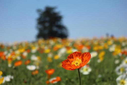 けしの花畑 けしの花畑の写真