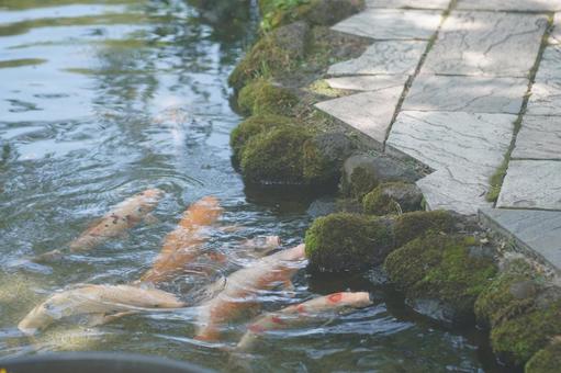 鯉 鯉 緑,自然,綺麗の写真素材