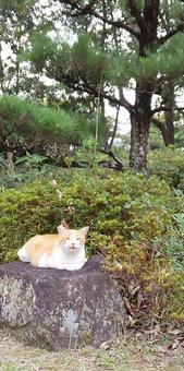 Photo, cat, laid back, natural, 
