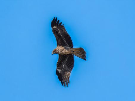 空を飛ぶトビ・トンビ トビ,鳶,野鳥の写真素材