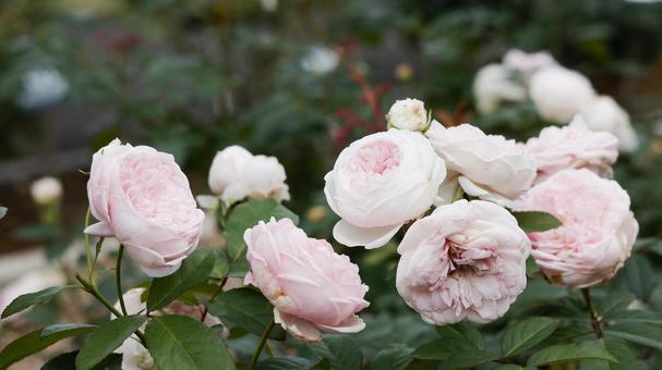 【花の写真】ばらの花 【花の写真】ばらの花 rose,植物,園芸の写真素材
