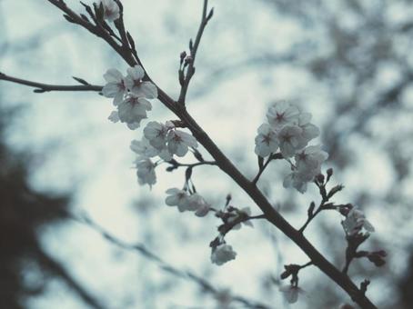 桜 レトロチック 桜 レトロチックの写真