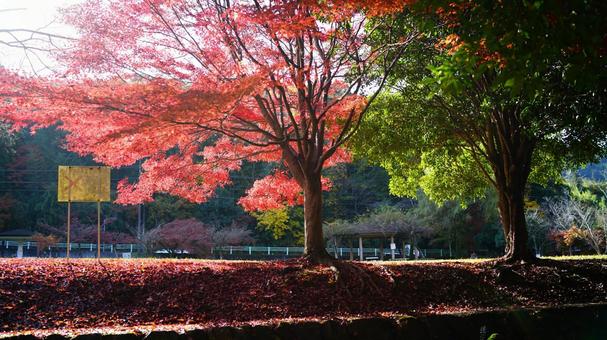紅葉のグラデーションの写真