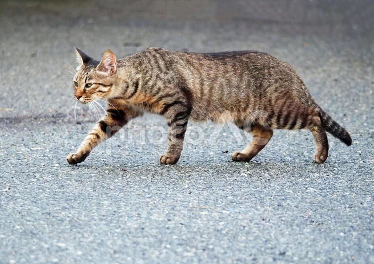 ネコ　野良猫　ねこ　猫　　キャットウォーク ネコ,ねこ,猫の写真素材