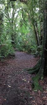 Forest Walking Trail, JPG Forest Walking Trail, JPG