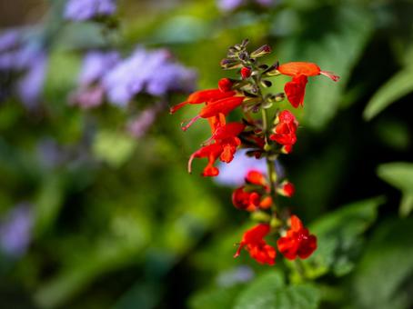 サルビア・コクシネア サルビア,サルビア・コクシネア,花の写真素材
