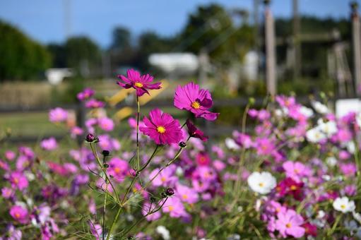 コスモス畑　ピンク 秋,つぼみ,小さいの写真素材