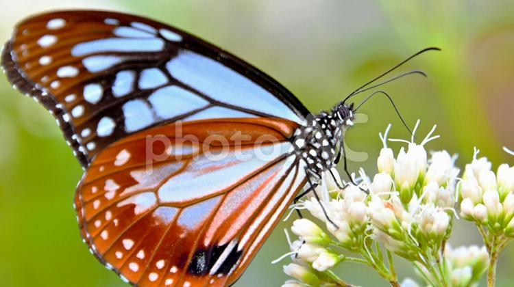 旅する蝶 アサギマダラ アサギマダラ,飛来,蝶の写真素材