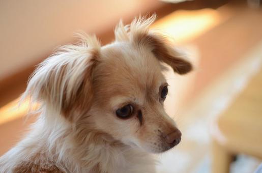 クルミ　1 屋内,犬,ミックス犬の写真素材