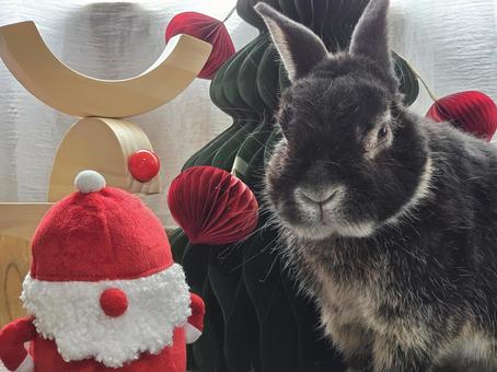 クリスマスの飾りとうさぎ クリスマスの飾りとうさぎ うさぎ,クリスマス,ウサギの写真素材