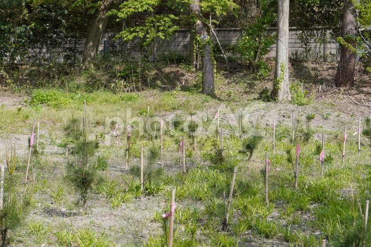 西海岸公園のクロマツの植樹08 クロマツ,黒松,植樹の写真素材