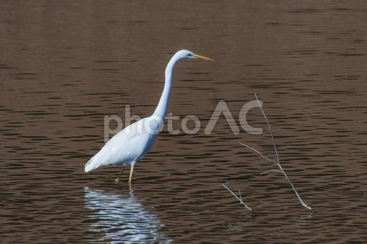 エサを獲るシラサギ シラサギ,鳥,バードの写真素材