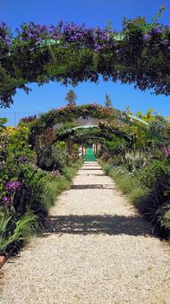 浜名湖ガーデンパークのバラ園 浜名湖ガーデンパークのバラ園 薔薇,花,アーチの写真素材
