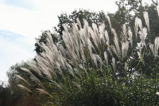 Scenery of Japanese silver grass, pampas grass, and pampas grass blooming, JPG Scenery of Japanese silver grass, pampas grass, and pampas grass blooming, JPG