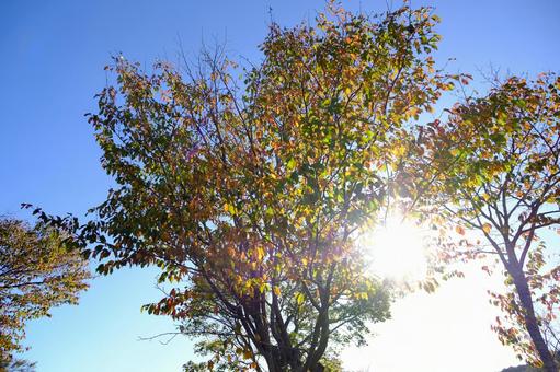 紅葉した葉と太陽 北海道の秋 紅葉した葉と太陽 北海道の秋 紅葉,落葉,葉の写真素材