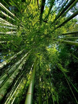 報国寺_秋の竹林② 竹林,秋の竹林,緑の写真素材