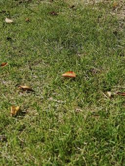 照片, 自然, 原材料, 背景, 