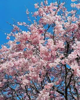桜 桜の写真