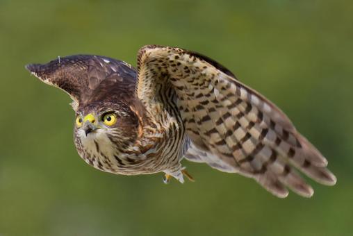 こちらに飛んで来るツミの幼鳥 ツミ,雀鷹,タカの写真素材