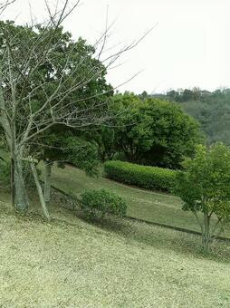 曇り空の公園の写真