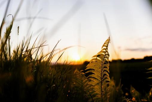 夕焼けに染まる草 夕焼けに染まる草,雑草,草の写真素材
