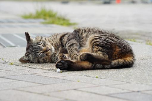 A cat from Ainoshima taking a nap , JPG