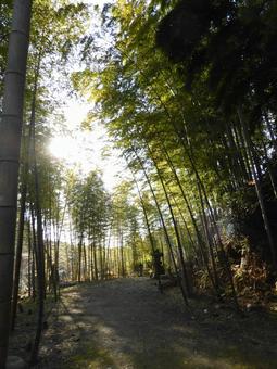 日差しの差し込む郊外の竹林 日差しの差し込む郊外の竹林 竹林,竹,植物の写真素材