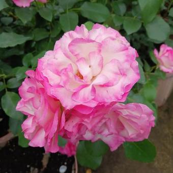 バラ バラ おふさ観音,美しい,薔薇の写真素材