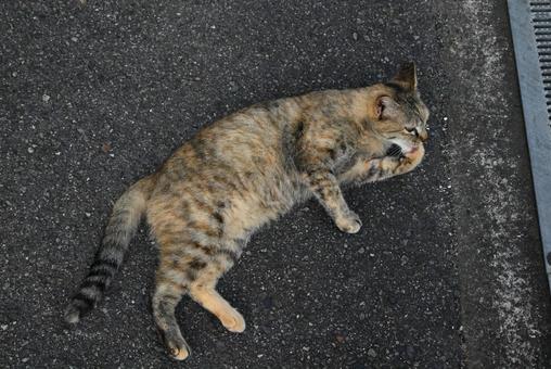 走島のにゃんこ達 走島のにゃんこ達 猫,哺乳類,二匹の写真素材