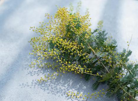 コンクリートの上のミモザの枝 コンクリートの上のミモザの枝 ミモザ,花,枝の写真素材