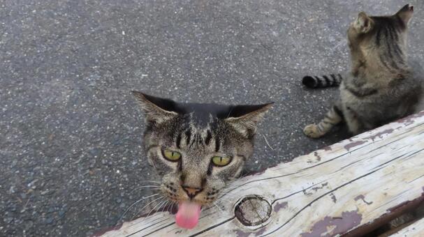 ベンチの下から顔を出すお茶目過ぎる猫様 猫,キジトラ,舌の写真素材