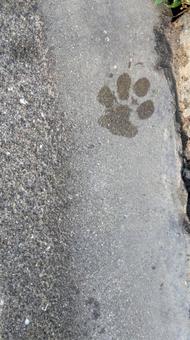 肉球 足跡,足あと,動物の写真素材