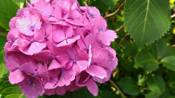 紫陽花 紫陽花の写真