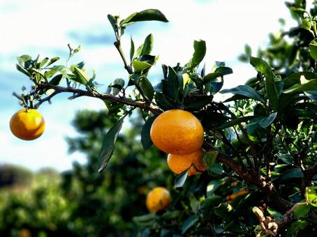 甘い香りいっぱいのミカン畑 ミカン,ミカン畑,ミカン木の写真素材