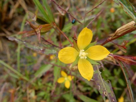 【花の写真】ヒレタゴボウ(鰭田牛蒡) 【花の写真】ヒレタゴボウ(鰭田牛蒡)の写真