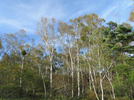 日本一美しい長野、八千穂高原の白樺群生地 日本一美しい長野、八千穂高原の白樺群生地の写真