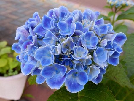 [Flower photo] Hydrangea flower, JPG
